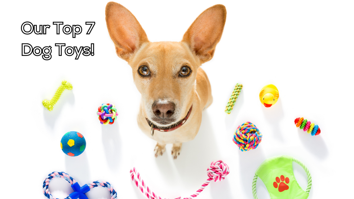 Our Top 7 Dog Toys to Gift A Better Treat