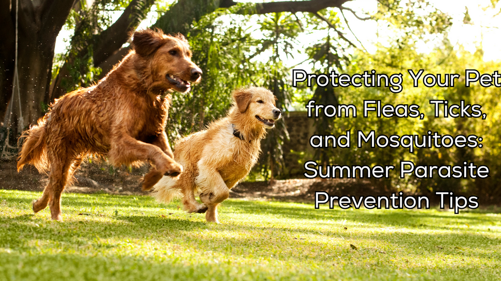 Protecting Your Pet from Fleas, Ticks, and Mosquitoes: Summer Parasite Prevention Tips