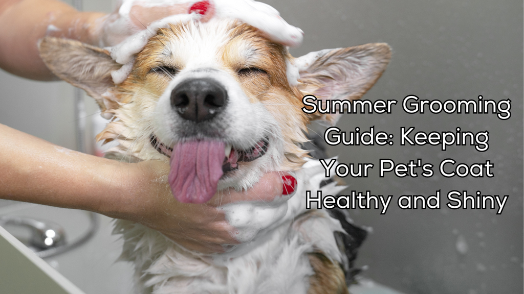 Summer Grooming Guide: Keeping Your Pet's Coat Healthy and Shiny