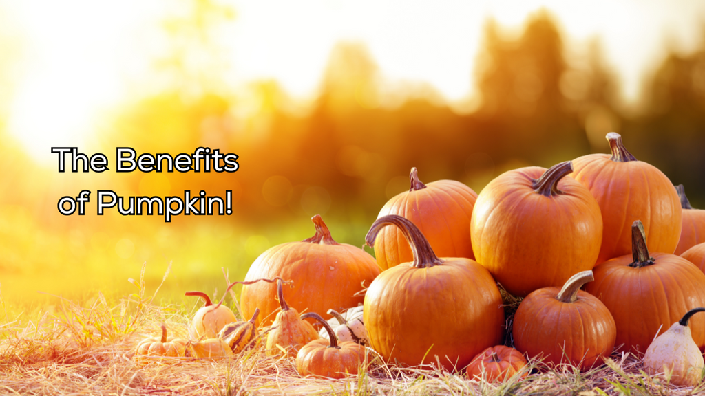 The Benefits of Pumpkin for Pets!