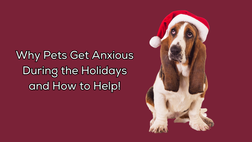 Why Pets Get Anxious During the Holidays and How to Help!