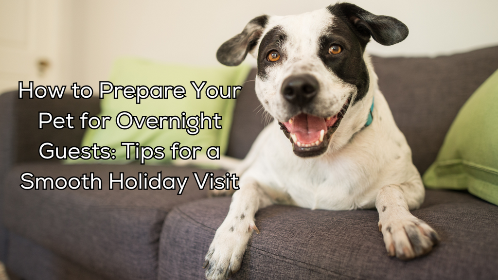 How to Prepare Your Pet for Overnight Guests: 9 Tips for a Smooth Holiday Visit