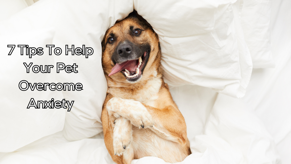 7 Tips To Help Your Pet Overcome Anxiety