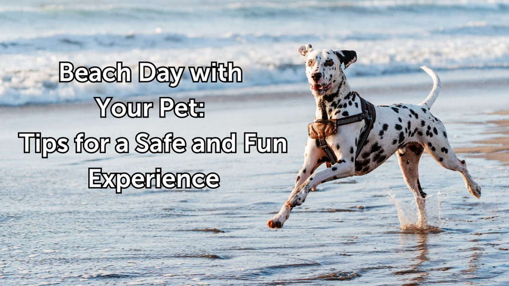 Beach Day with Your Pet: Tips for a Safe and Fun Experience