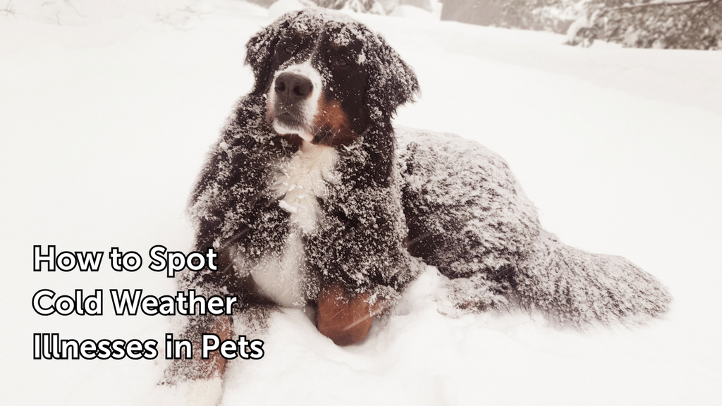 How to Spot Cold Weather Illnesses in Pets