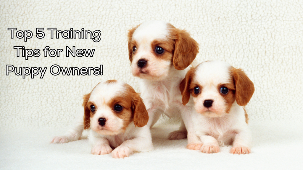 Top 5 Training Tips for New Puppy Owners