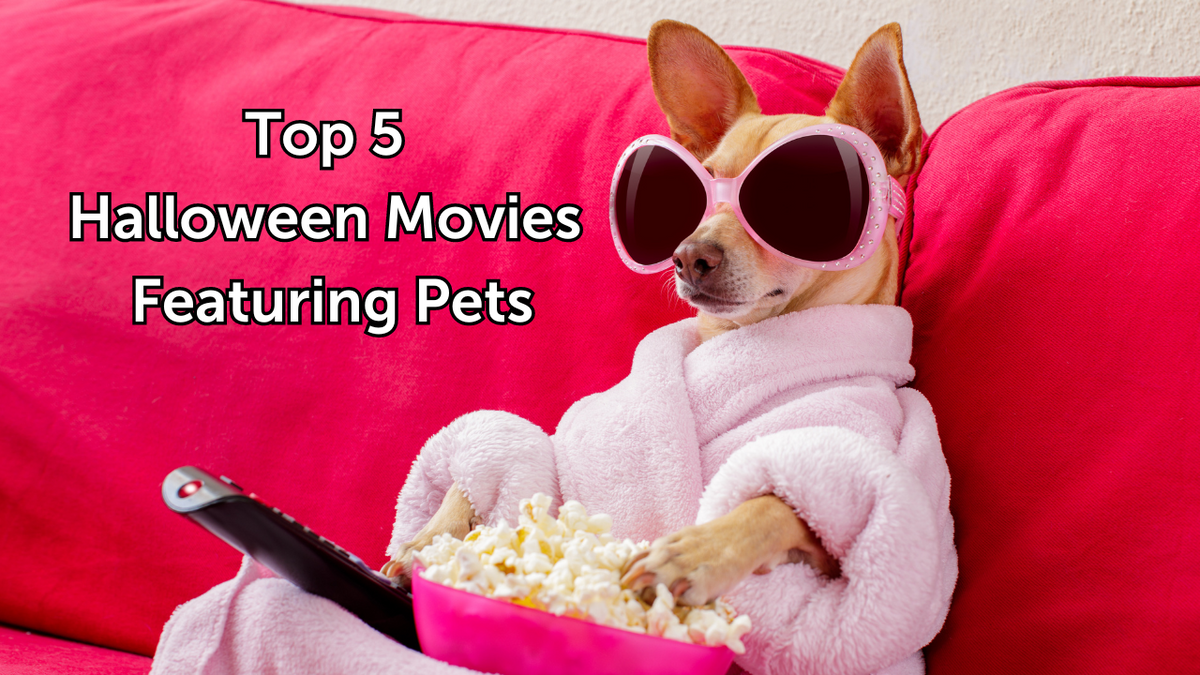 Top 5 Halloween Movies Featuring Pets – A Better Treat