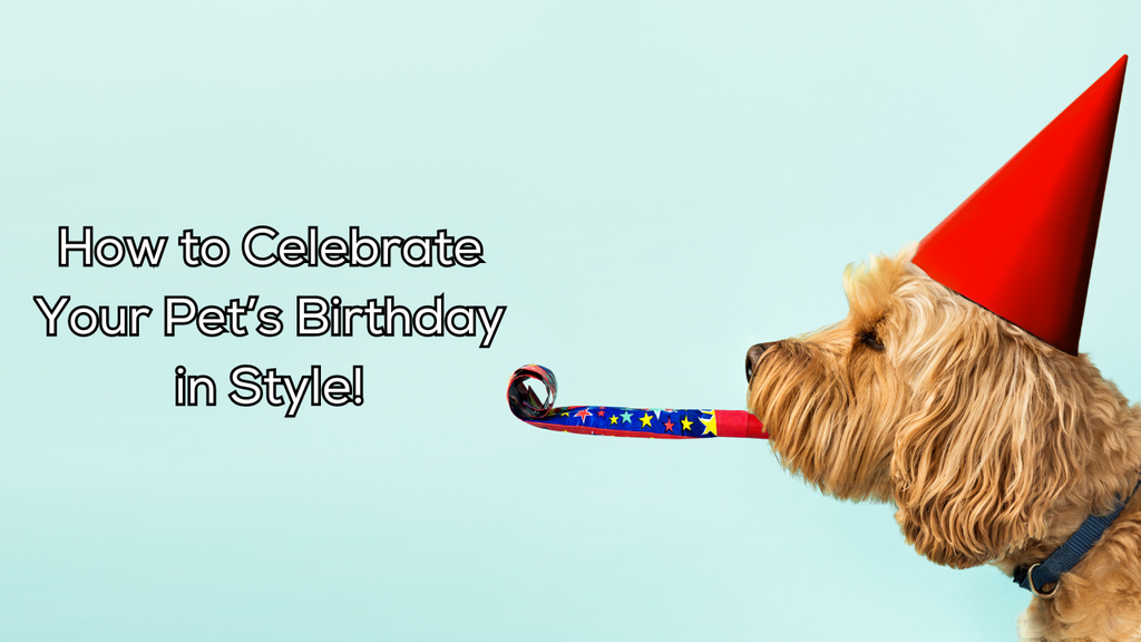 How to Celebrate Your Pet’s Birthday in Style