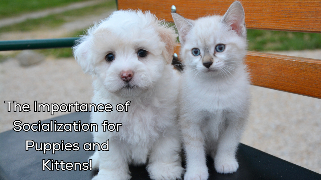 The Importance of Socialization for Puppies and Kittens!