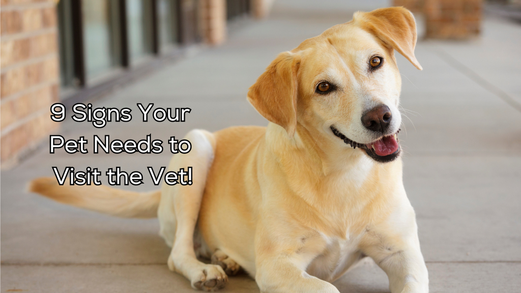 9 Signs Your Pet Needs to Visit the Vet