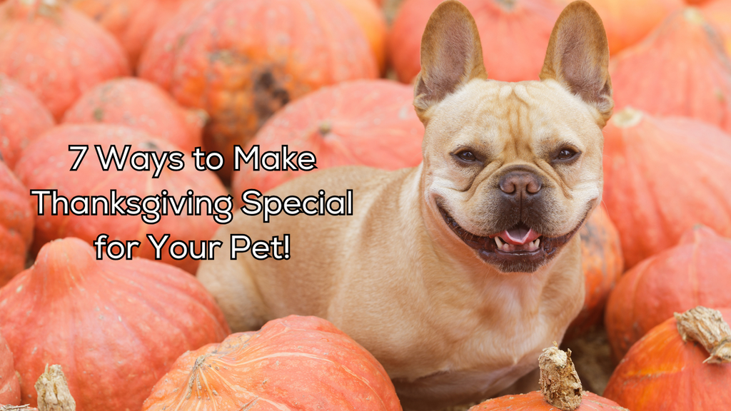 7 Ways to Make Thanksgiving Special for Your Pet!