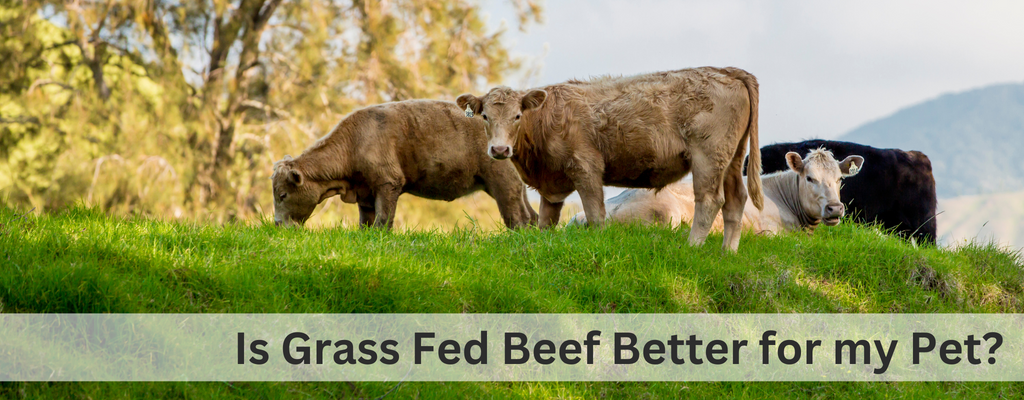 Is Grass Fed Beef Better for my Pet?