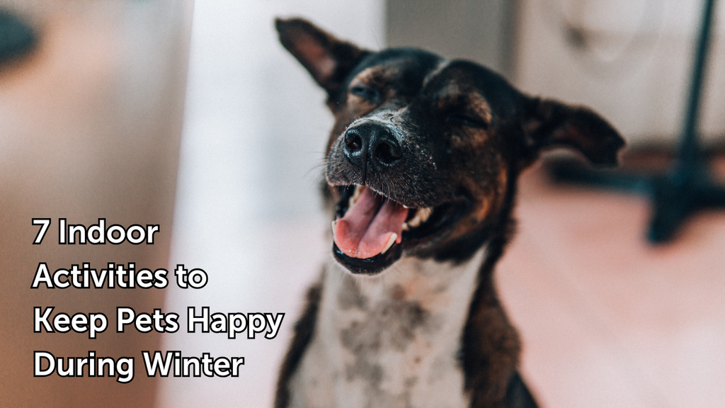 7 Indoor Activities to Keep Pets Happy During Winter