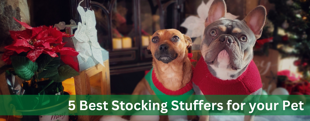 5 Best Stocking Stuffers for your Pet